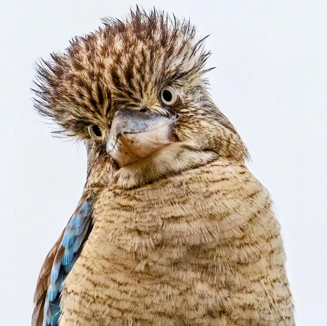 Bazza the Kookaburra (Original) - Kelly Batsiokis Art