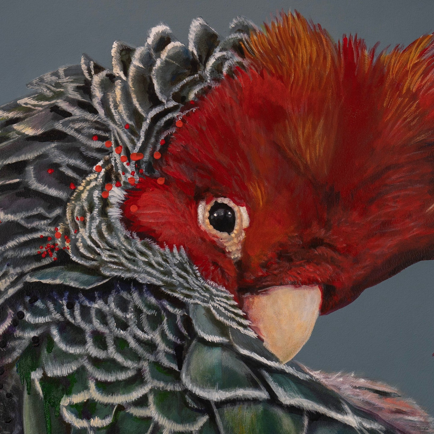 Close-up detail of Garry the Gang-gang Cockatoo canvas print by Kelly Batsiokis