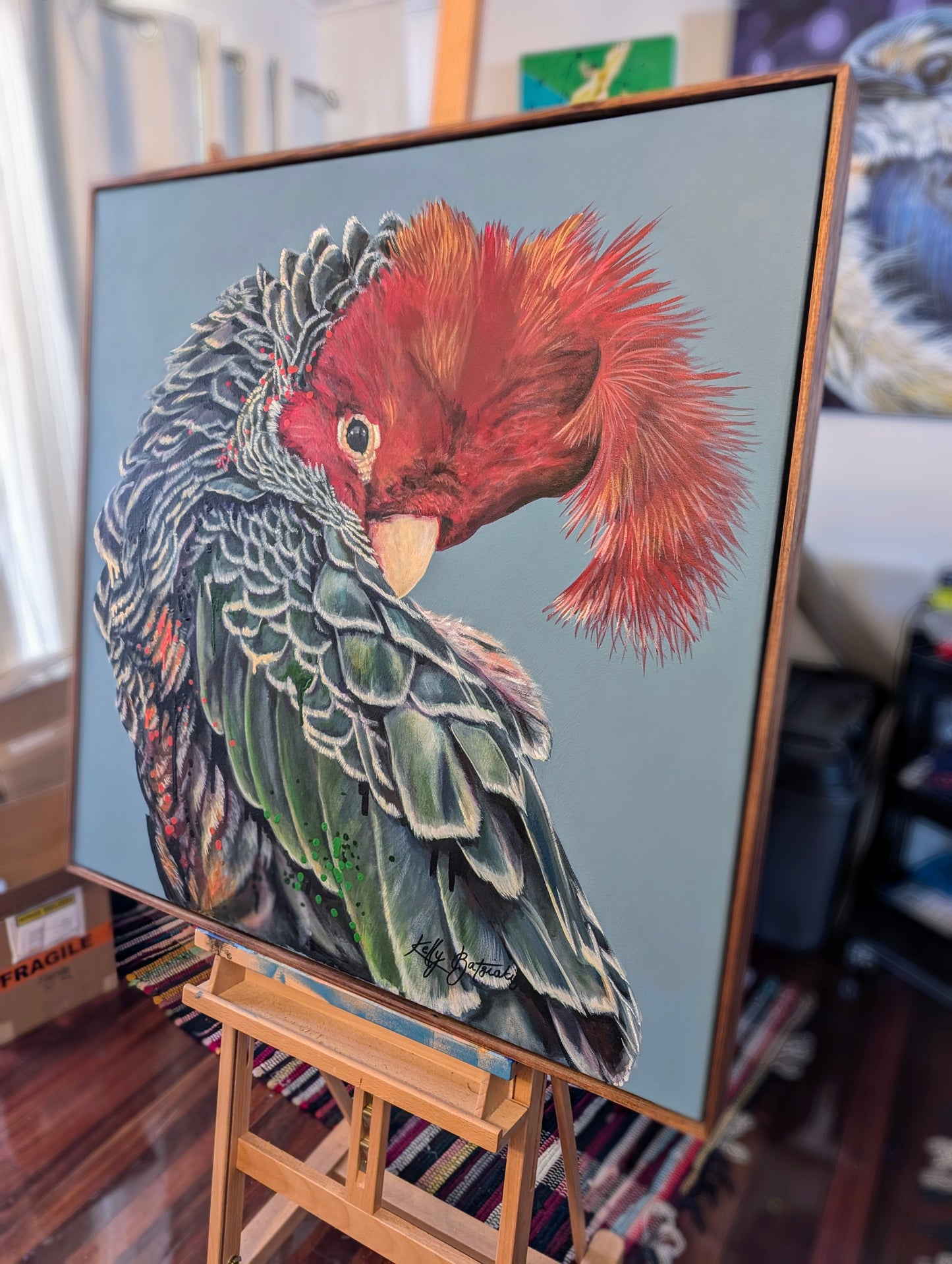 Garry the Gang Gang Cockatoo