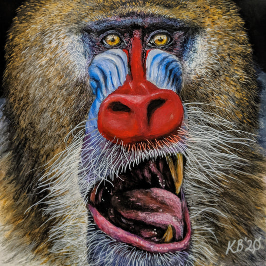 Mandrill – A vibrant artwork capturing the striking colours and expressive features of this unique primate. Original art by Kelly Batsiokis.