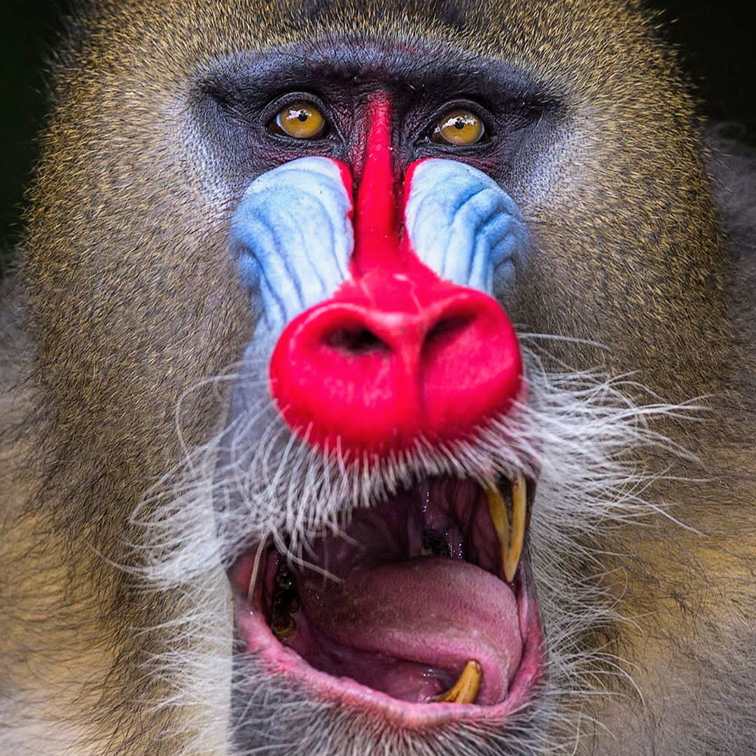 Mandrill