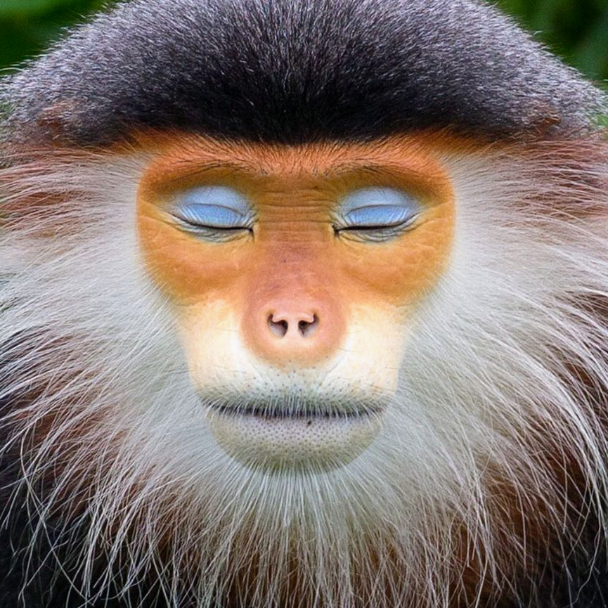 Zen Monkey - Red Shanked Douc