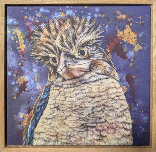 Framed fine art reproduction print of Bazza the Kookaburra by Kelly Batsiokis.