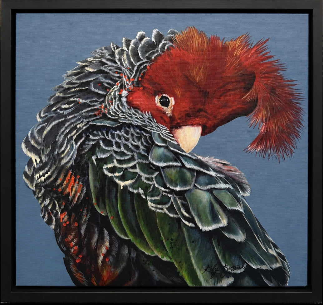 Garry the Gang-gang Cockatoo 54cm black framed canvas print by Kelly Batsiokis