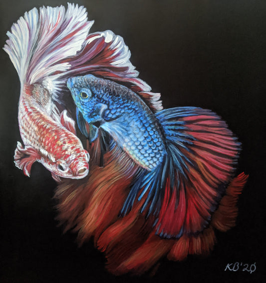 Yin and Yang - Siamese Fighting Fish