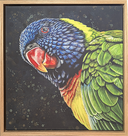 Framed fine art reproduction print of Shazza the rainbow lorikeet by Kelly Batsiokis.