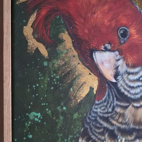 Video of framed, embellished fine art print of Elvis the Gang Gang Cockatoo by Kelly Batsiokis showing the quality of the frame and sheen of the gold-like foil in 3D.