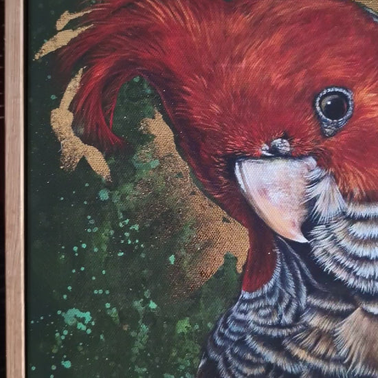 Video of framed, embellished fine art print of Elvis the Gang Gang Cockatoo by Kelly Batsiokis showing the quality of the frame and sheen of the gold-like foil in 3D.